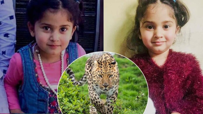 kashmir-4-year-old-girl-is-mauled-to-death-by-a-wild-leopard-on-her-brother-birthday-party | A 4-year-old girl was dressed as a 'Barbie doll' on her brother's birthday, the leopard was taken away, died a painful death, see photos « Indiansbit